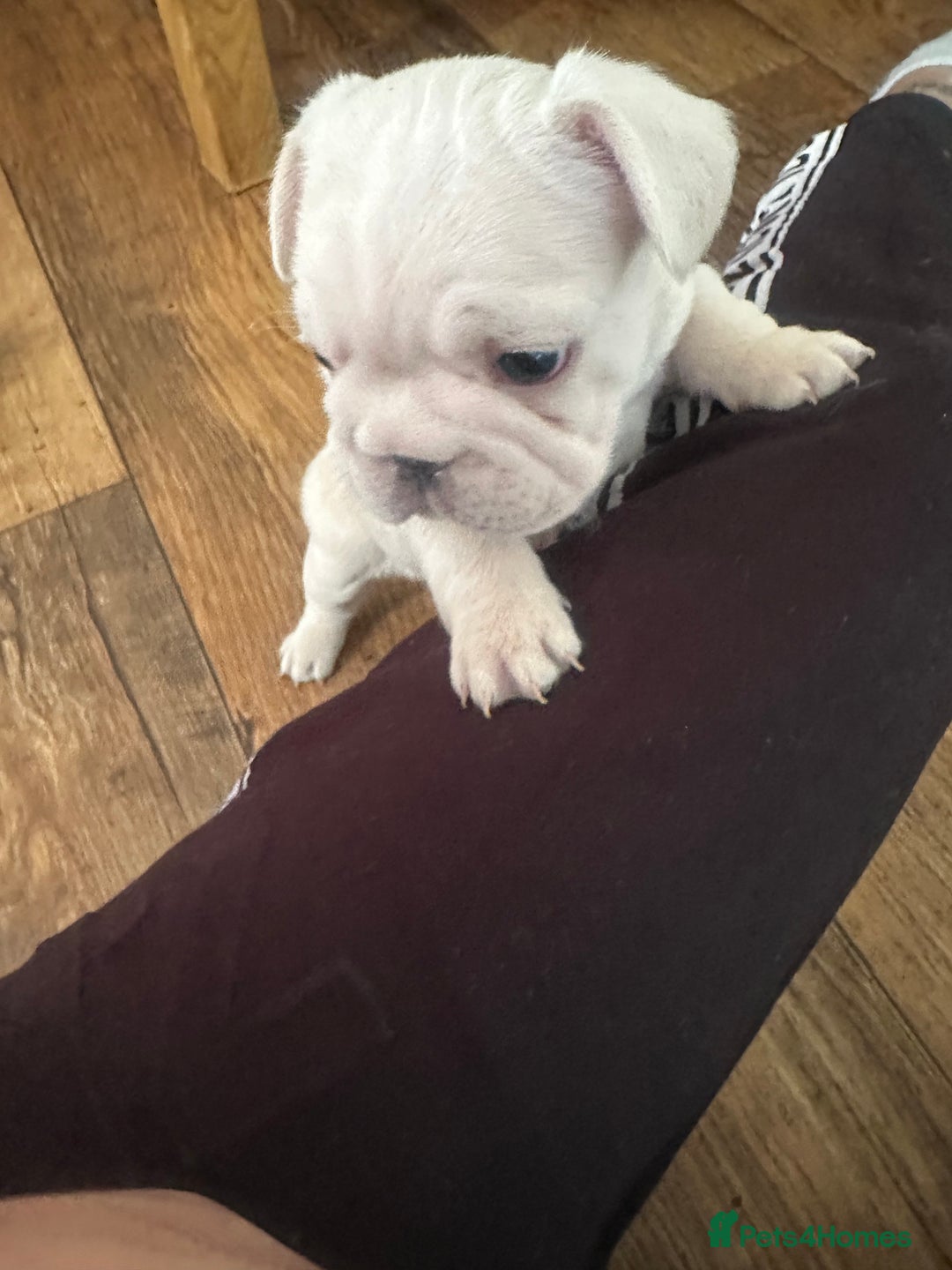 French Bulldog dogs for sale: BIG ROPE FRENCH BULLDOGS - Advert 5