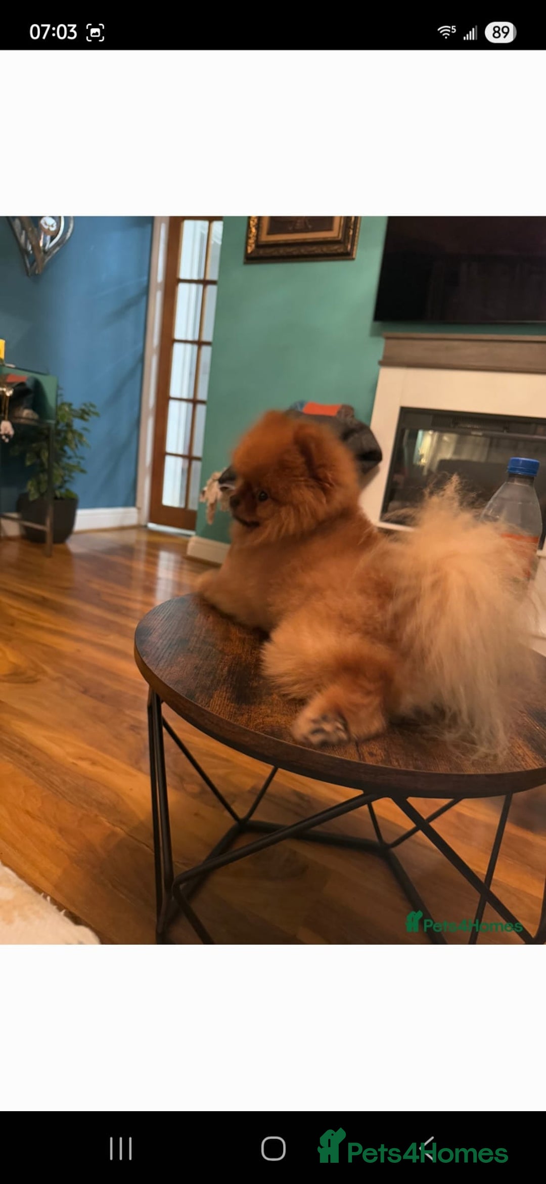 Pomeranian dogs for sale: Female pomeranian  - Image 13