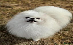 Pomeranian dogs for sale: Tiny white Pomeranian girl Russian import - Image 14