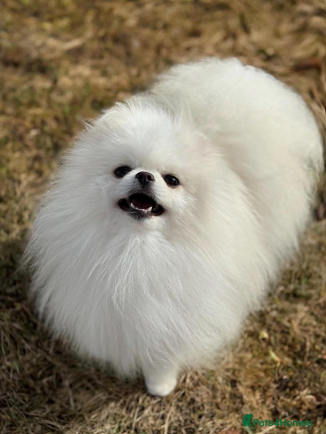 Pomeranian dogs for sale: Tiny white Pomeranian girl Russian import - Image 14