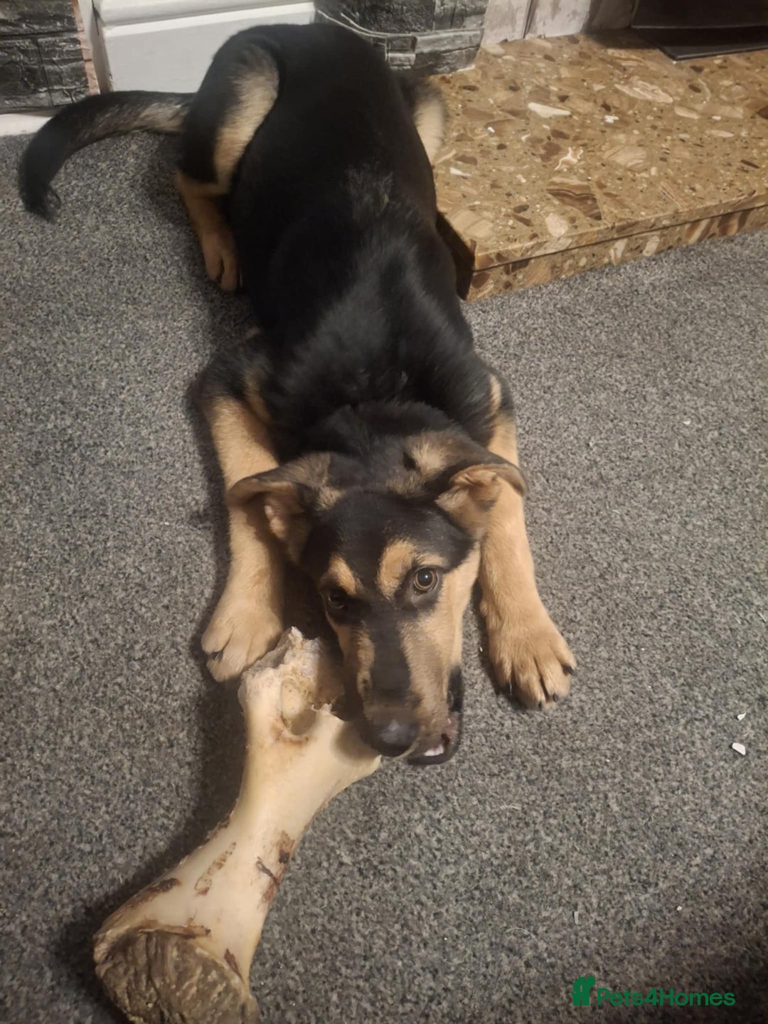 Shepsky dogs for sale: Beautiful shepsky - Image 8
