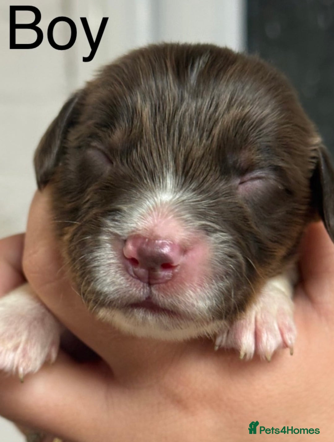Cocker Spaniel dogs for sale: Healthy Loving Cocker Spaniels  - Image 6