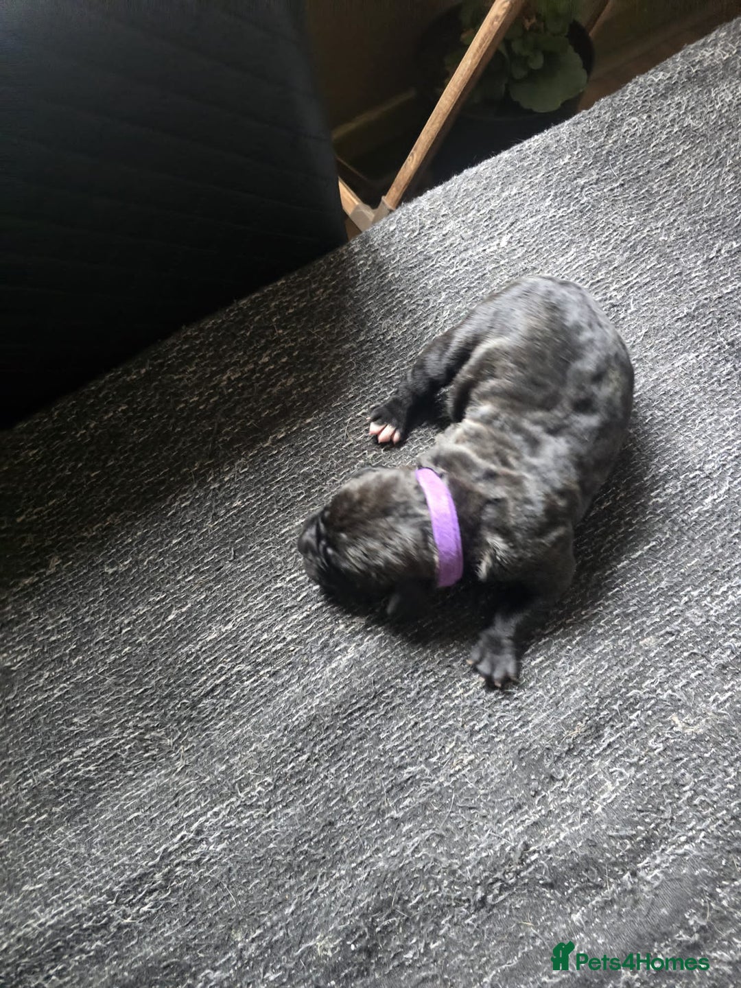 Cane Corso dogs for sale: Cane Corso puppies - Image 3