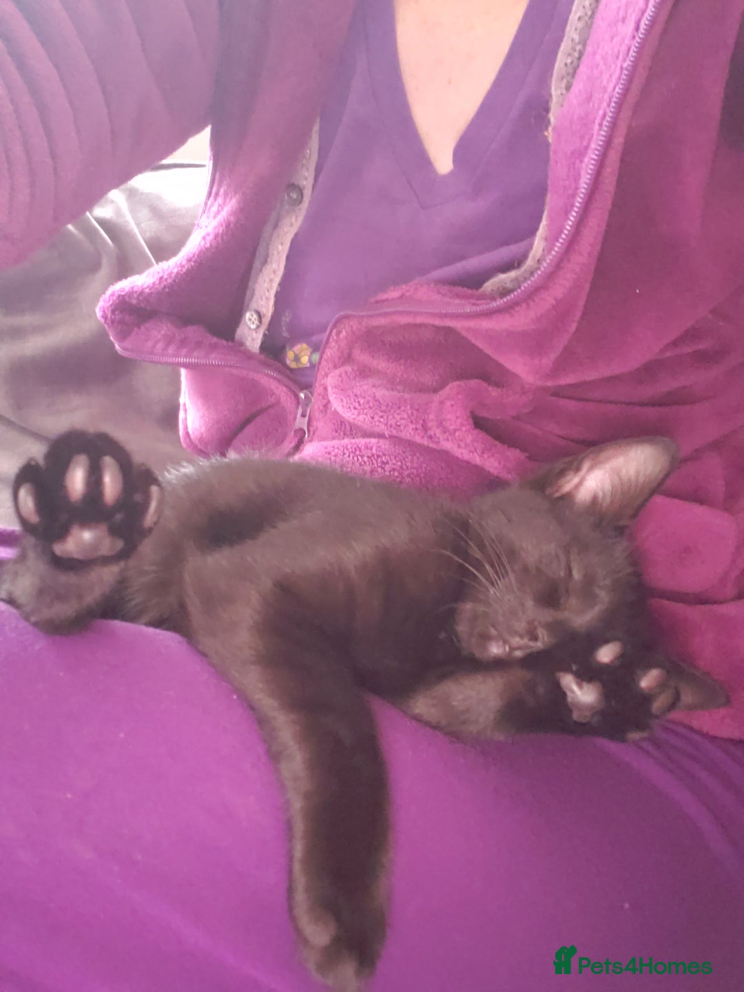 Domestic Shorthair cats for sale:  Bob, The Kitten - Image 5