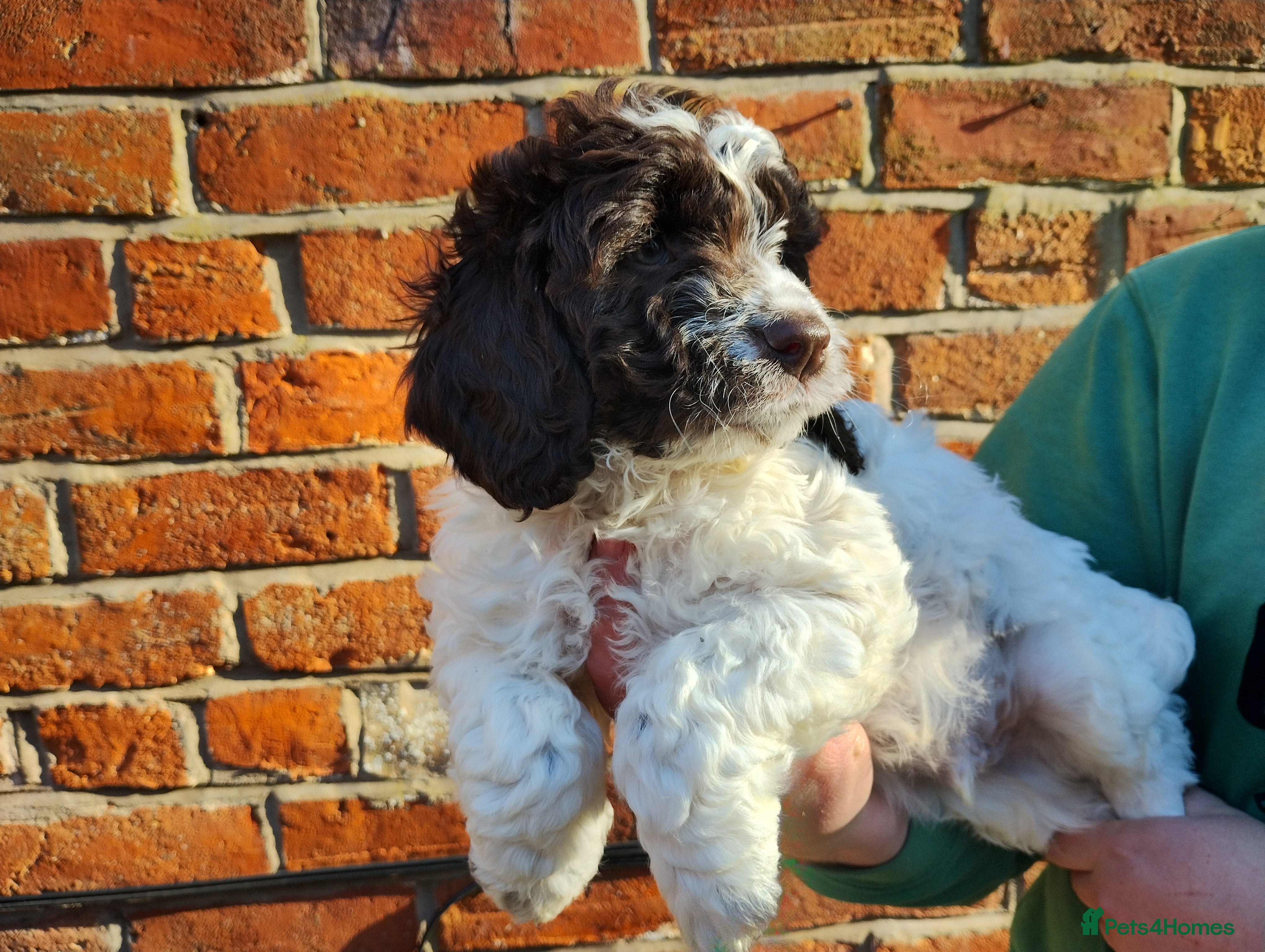 Cockapoo dogs Cockapoo Puppies F1  - Advert 1