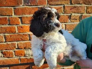 Cockapoo dogs Cockapoo Puppies F1 - Advert 1