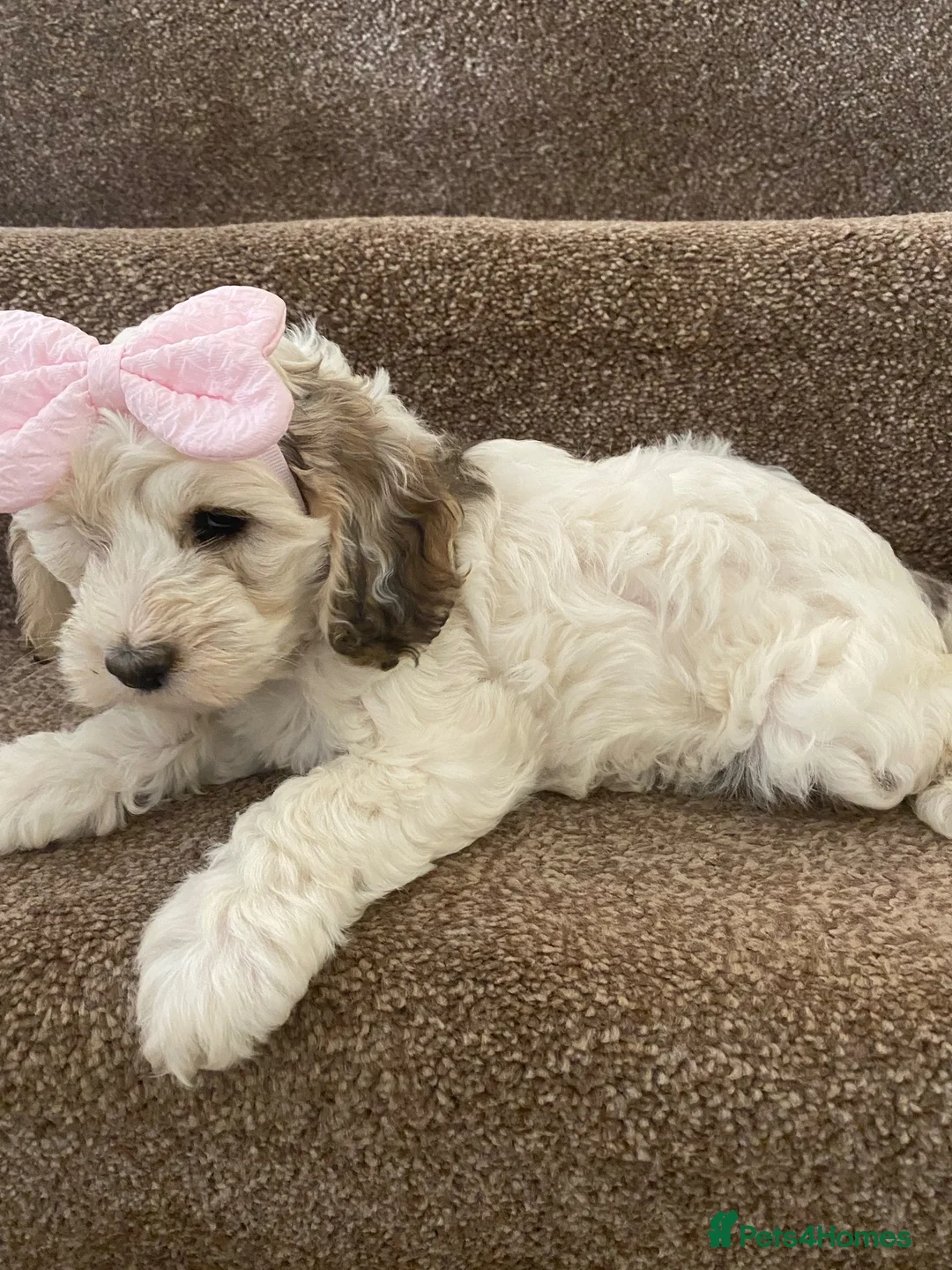 Cockapoo dogs for sale: Tri girl cockapoo  - Advert 5