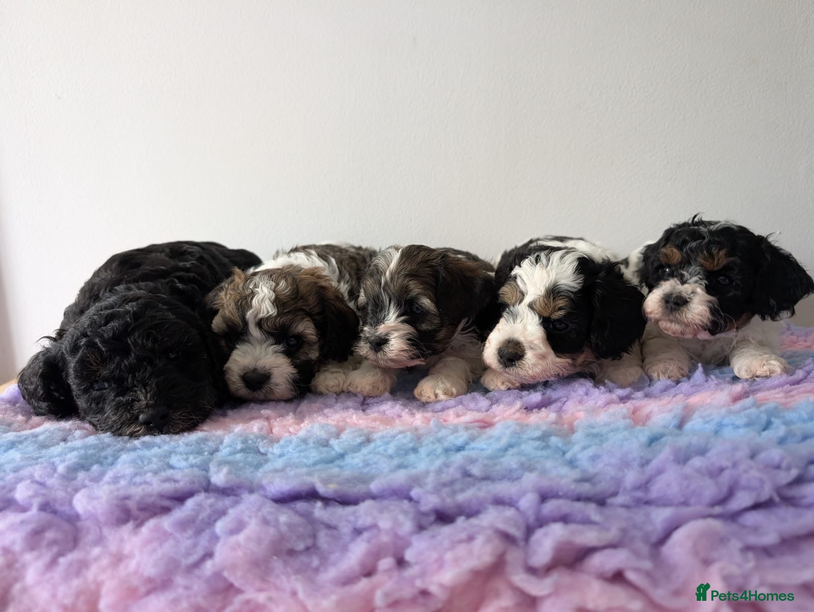 Cavapoo dogs F1B Cavapoo Puppies for Sale 🐶 - Advert 9