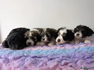 Cavapoo dogs F1B Cavapoo Puppies for Sale 🐶 - Advert 9