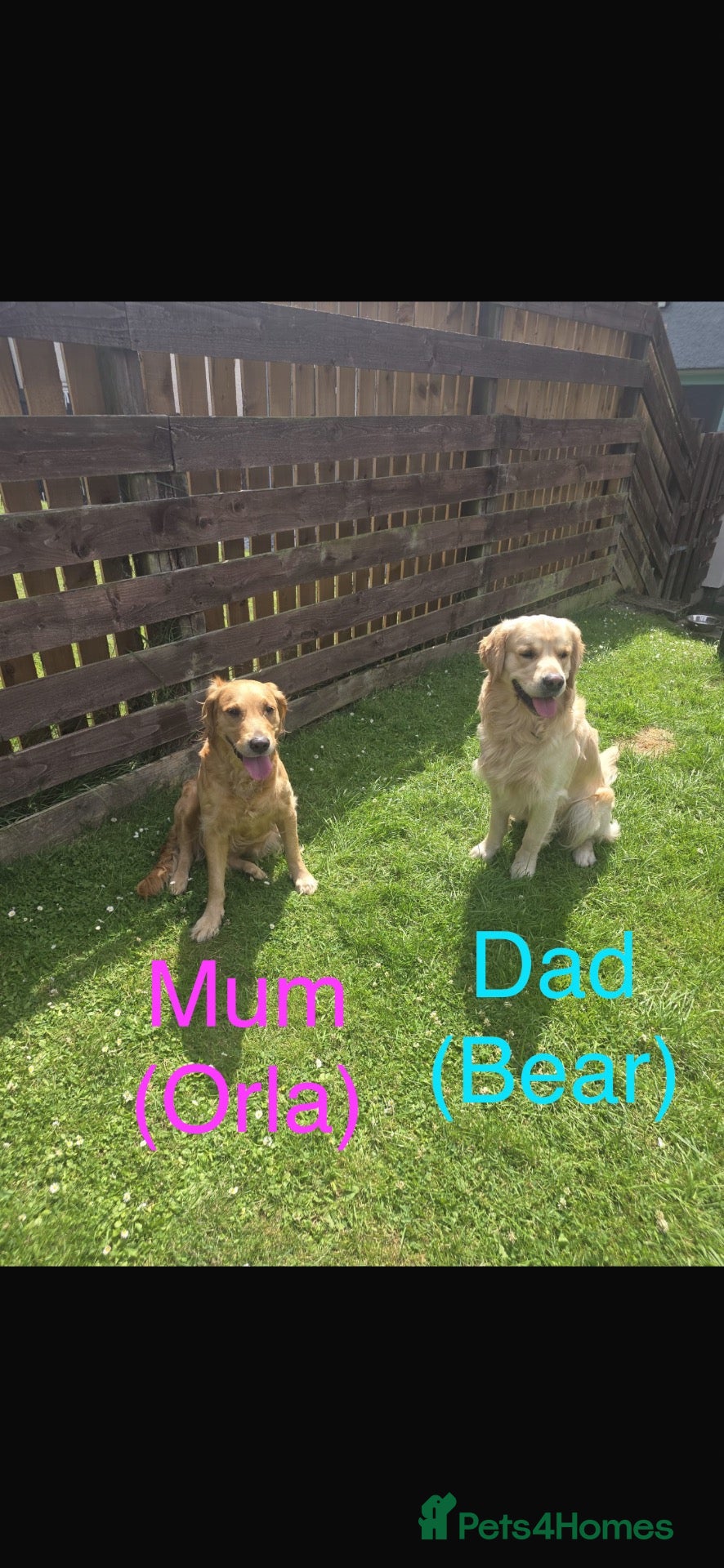 Golden Retriever dogs Golden retriever puppies  - Advert 1