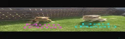 Golden Retriever dogs for sale: Golden retriever puppies  - Advert 1