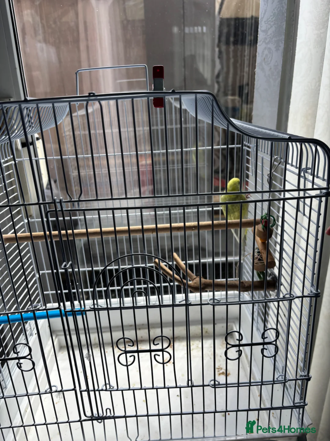 Budgerigars birds for sale: Budgerigars in Newport - Advert 5