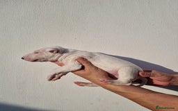 English Bull Terrier dogs for sale: Beautiful k.c reg bully pups  - Image 15