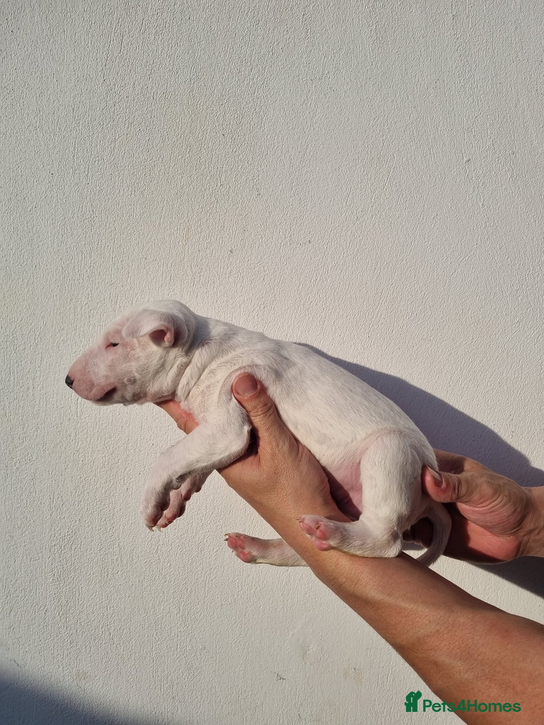 English Bull Terrier dogs for sale: Beautiful k.c reg bully pups  - Image 15