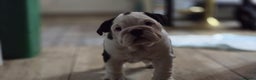 English Bulldog dogs for sale: Beautiful English buldog awaiting for new parents - Advert 9