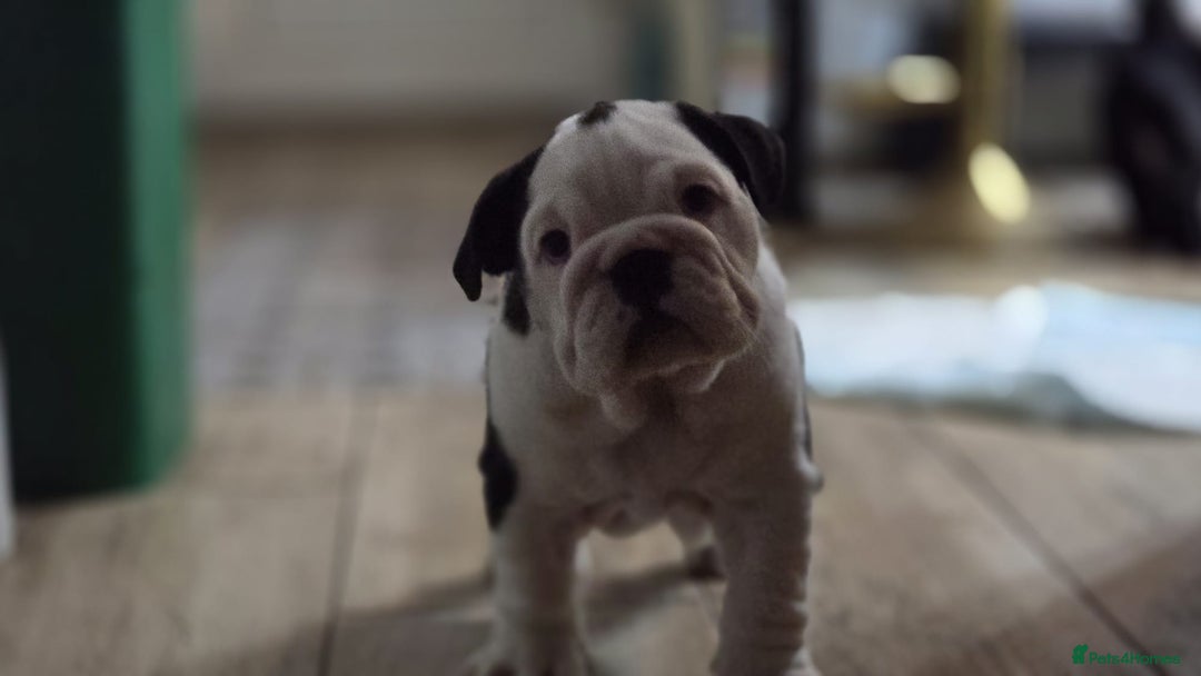 English Bulldog dogs for sale: Beautiful English buldog awaiting for new parents - Advert 9