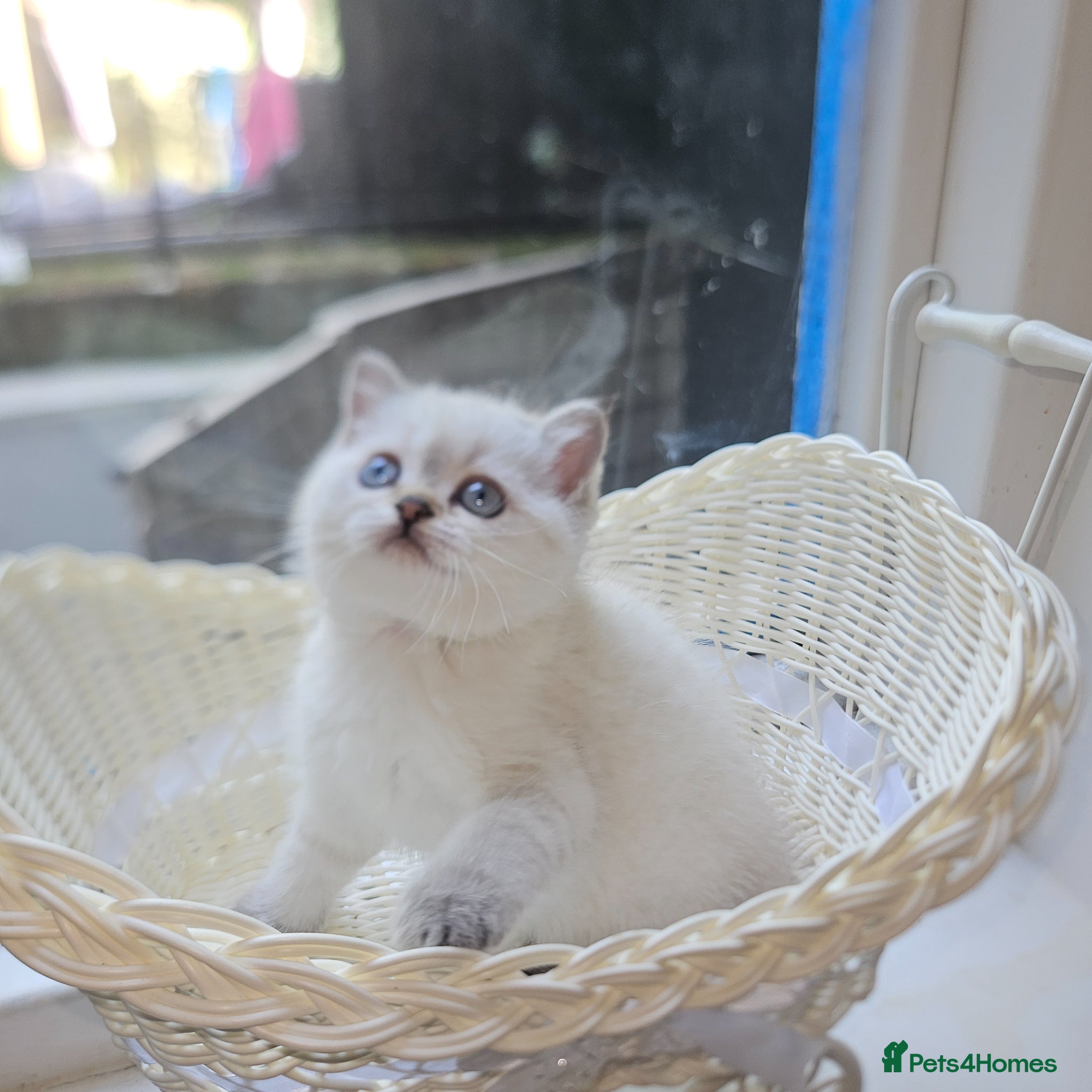 Scottish Fold cats for sale: Tica full pedigree scottish fold kittens london  - Advert 1
