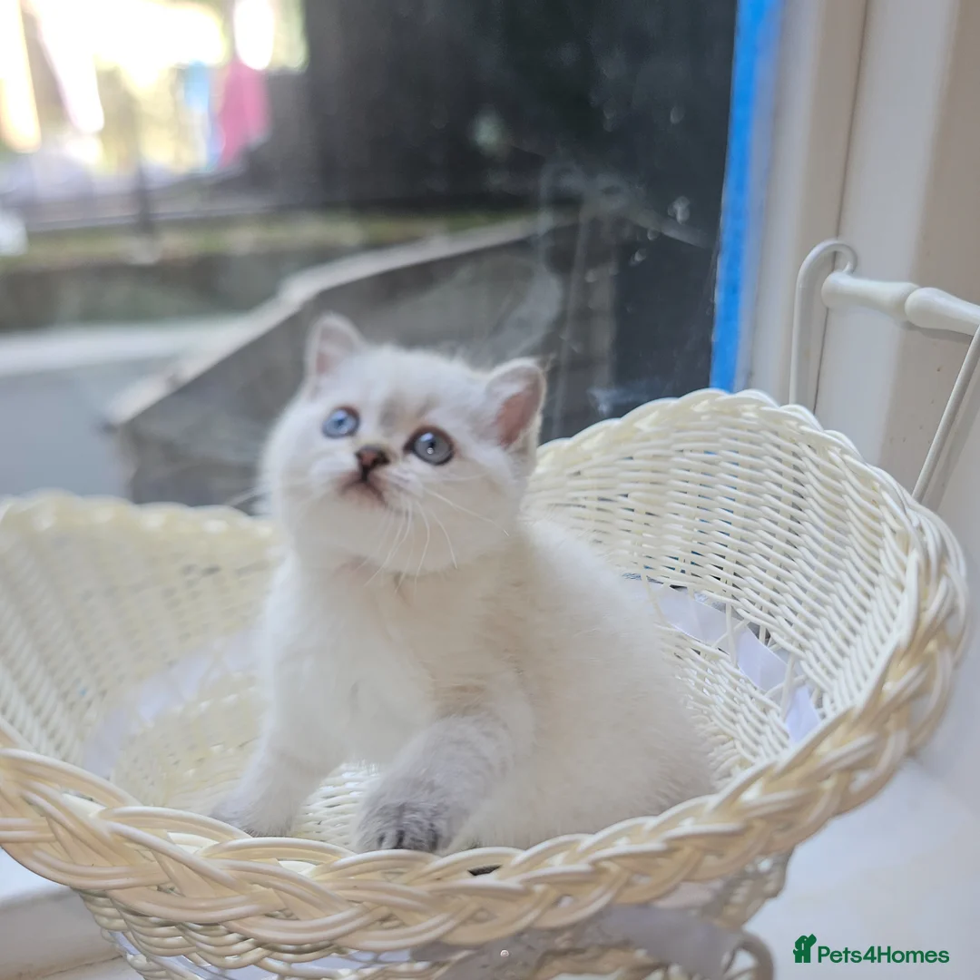 Scottish Fold cats for sale: Tica full pedigree scottish fold kittens london  - Advert 1