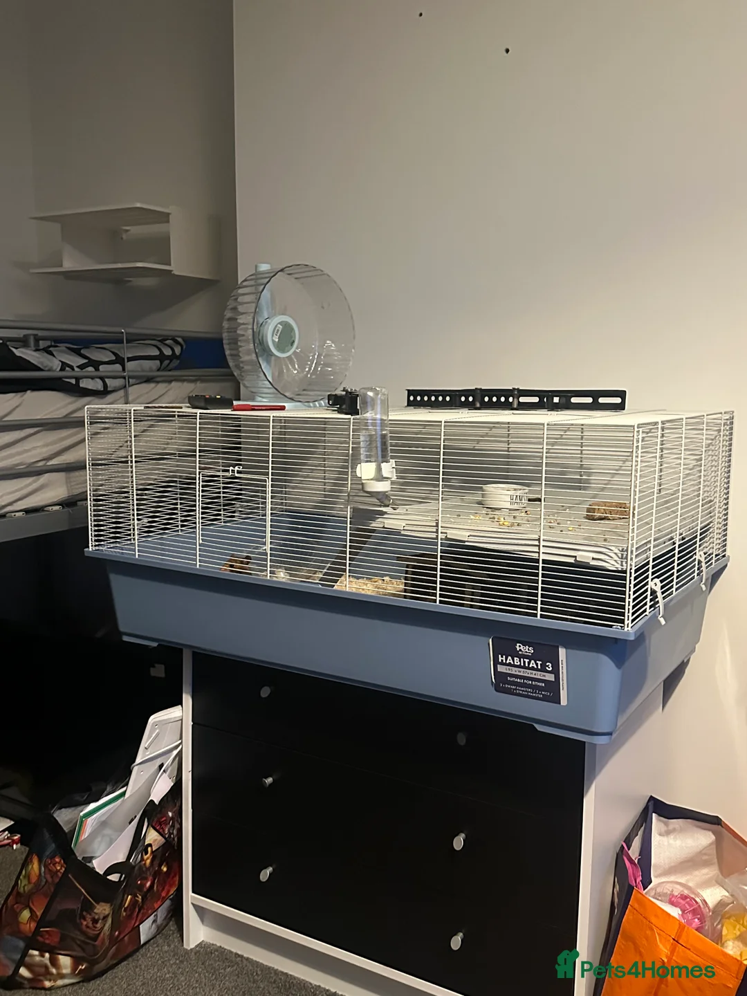 Hamster rodents for sale: Syrian hamster and cage  - Advert 6