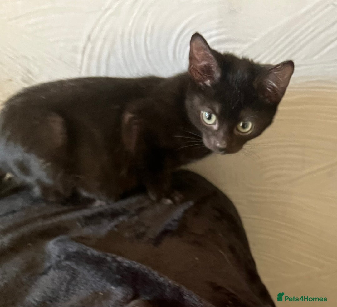 Mixed Breed cats for sale: Munchkin x British shorthair kittens - Advert 17