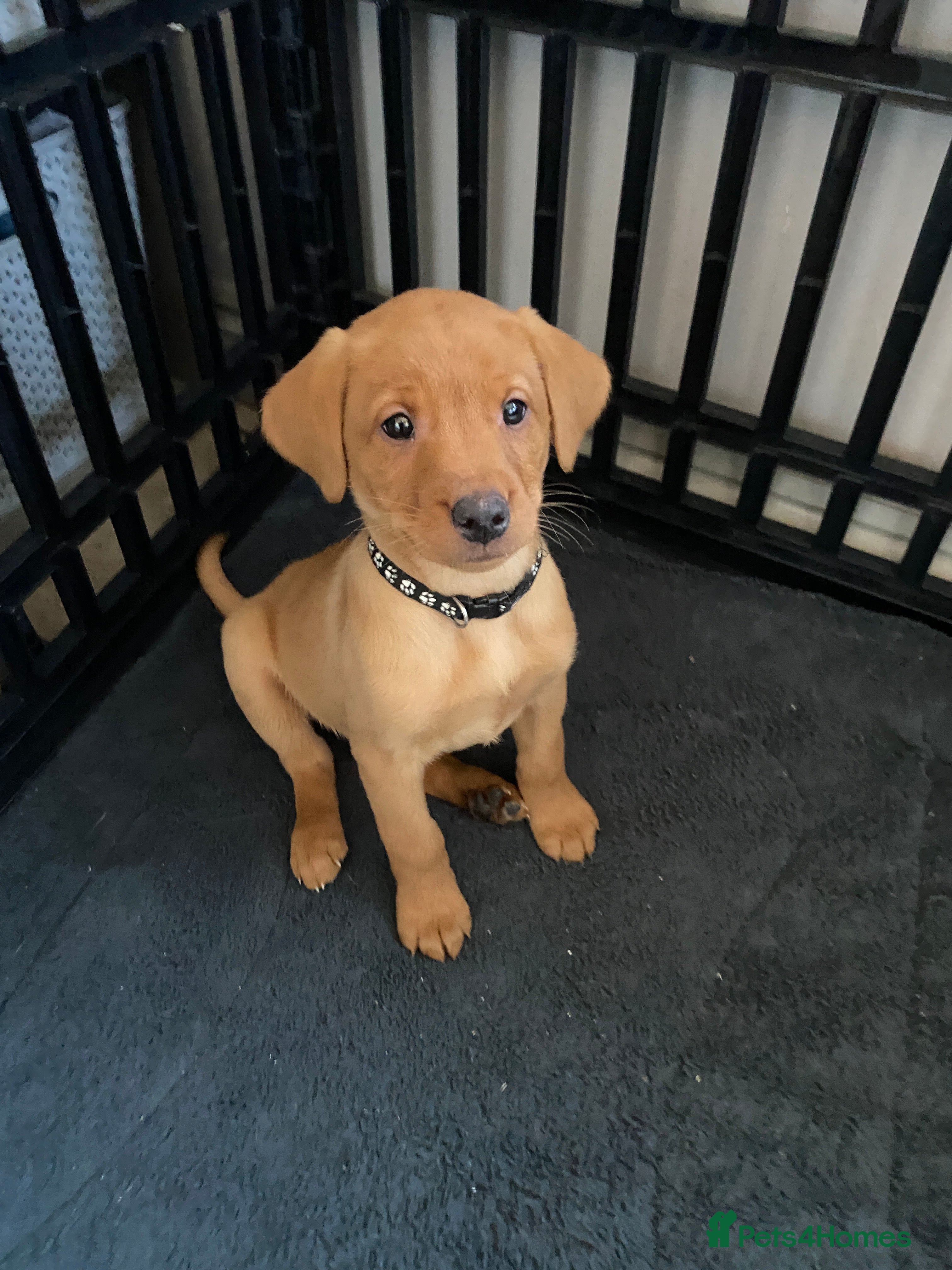 Labrador Retriever dogs KC Registered Labrador Male Pup READY NOW  - Advert 6