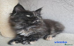 Maine Coon cats for sale: Maine Coon Kittens Tortie/Torbie Russian lines - Image 32