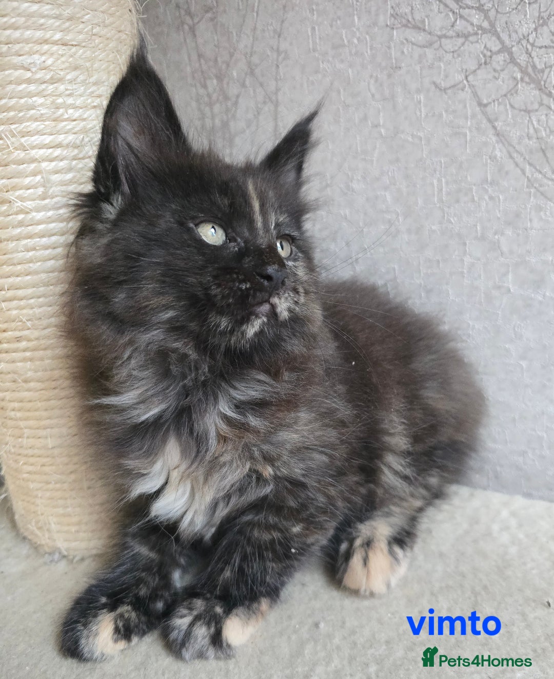 Maine Coon cats for sale: Maine Coon Kittens Tortie/Torbie Russian lines - Image 32