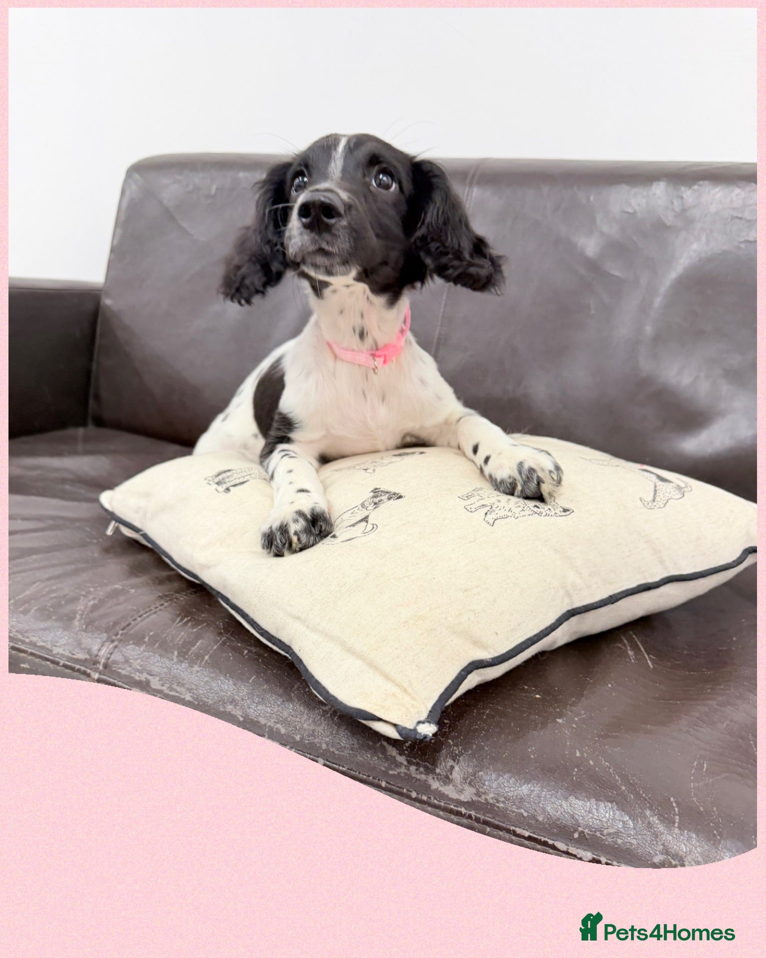 English Springer Spaniel dogs KC Registered English Springer Spaniel Pups  - Advert 5