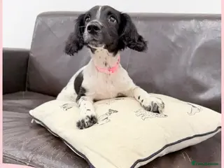 English Springer Spaniel dogs KC Registered English Springer Spaniel Pups - Advert 11