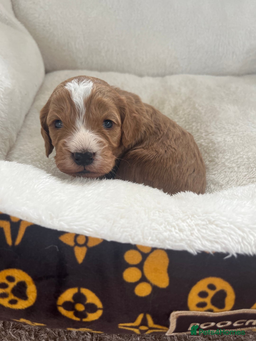 Cockapoo dogs for sale: Gorgeous cockapoo puppies for sale - Advert 8