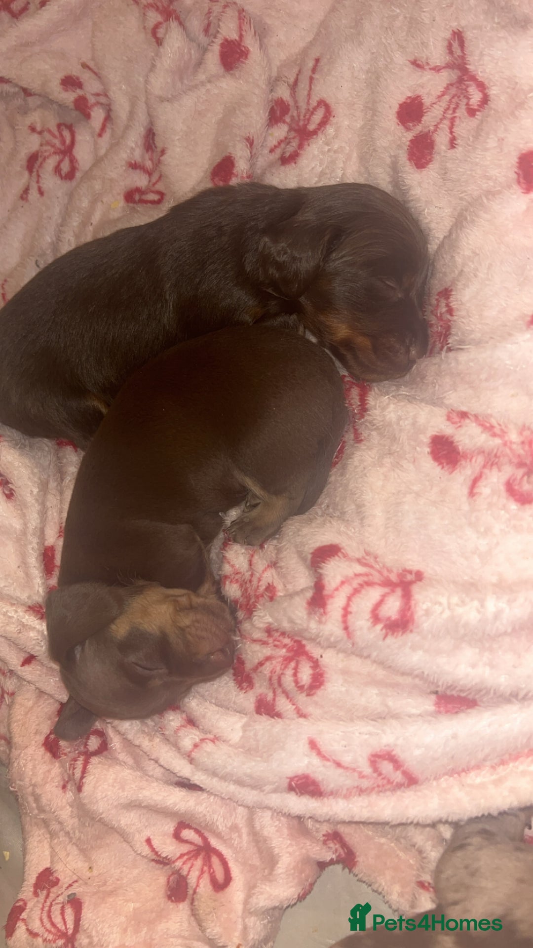 Miniature Dachshund dogs for sale: Miniature dachshund  - Image 13