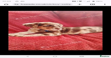 Labradoodle dogs Labradoodle puppies - Advert 15