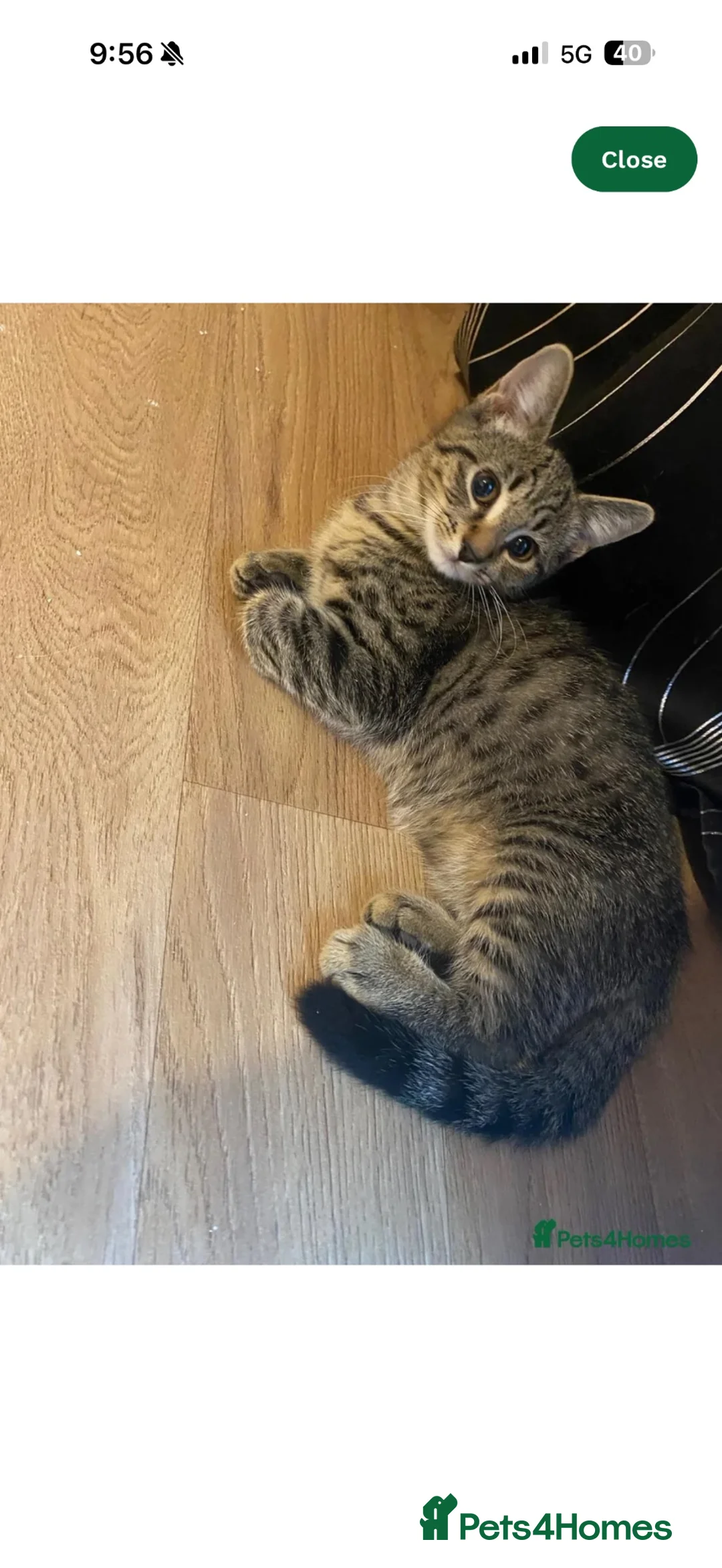 Mixed Breed cats for sale: 2 kittens for sale  - Advert 3
