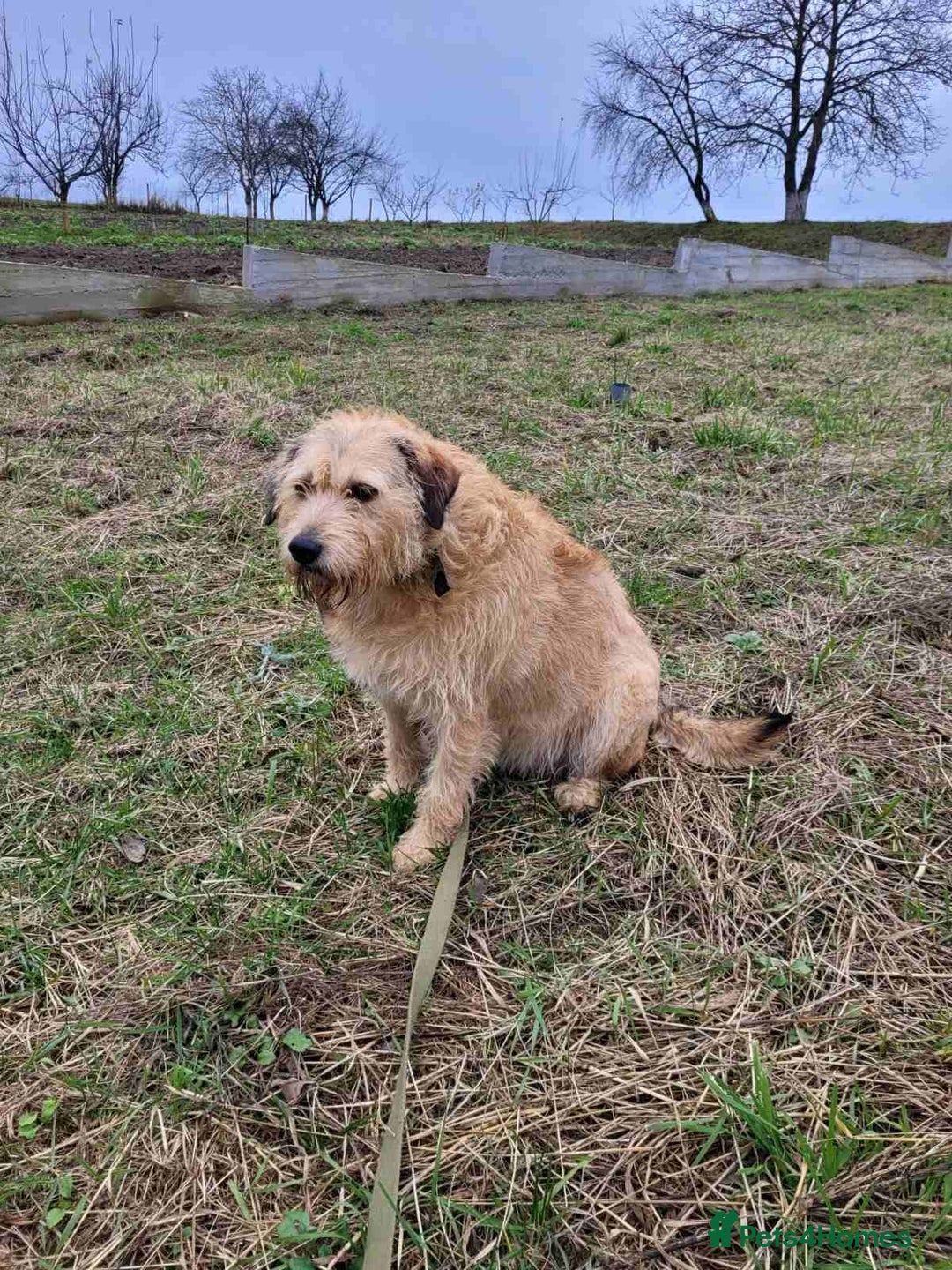 Mixed Breed dogs for adoption: 💖🐶 DUNA 🐶💖 - Advert 5