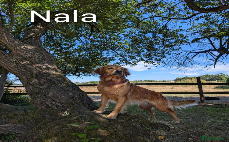 Golden Retriever dogs - Advert 1