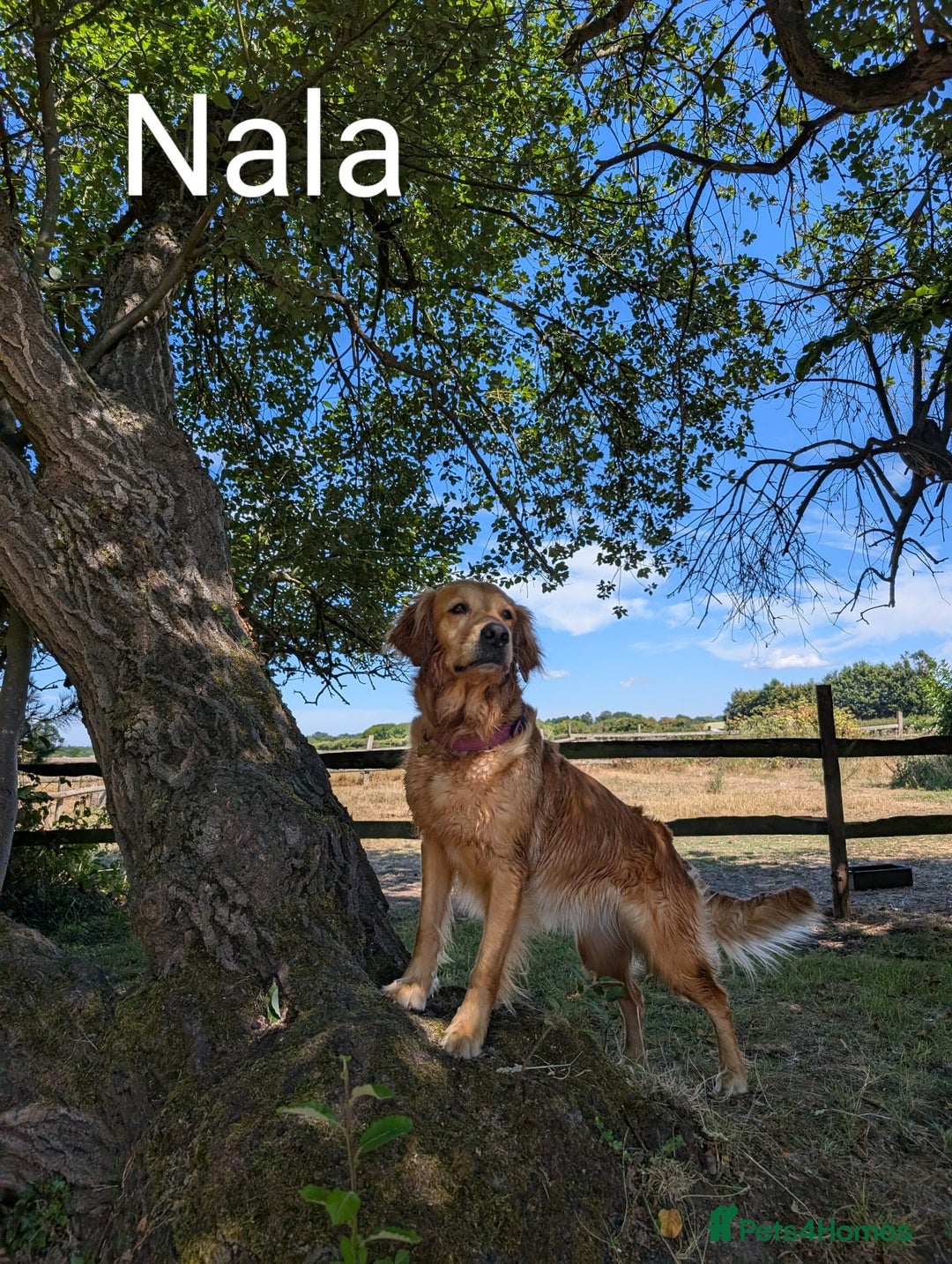 Golden Retriever dogs for sale: Golden Retiever Puppies   - Image 1