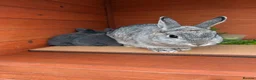 Mixed Breed rabbits for sale: Two beautiful baby bunnies  - Advert 2