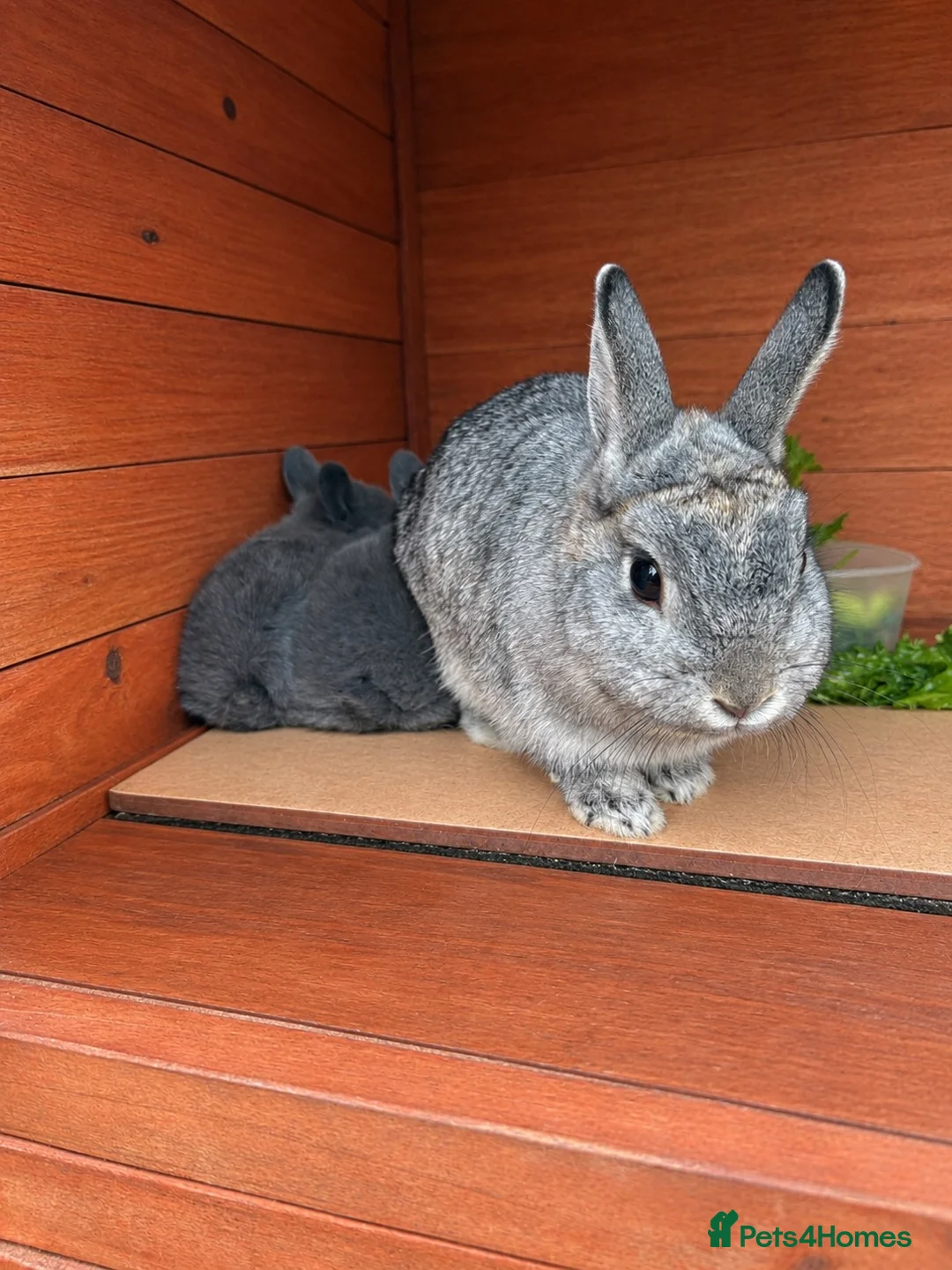 Mixed Breed rabbits for sale: Two beautiful baby bunnies  - Advert 2