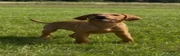 Labrador Retriever dogs for sale: Fox Red Labradors Puppies- Ready To Go - Advert 3