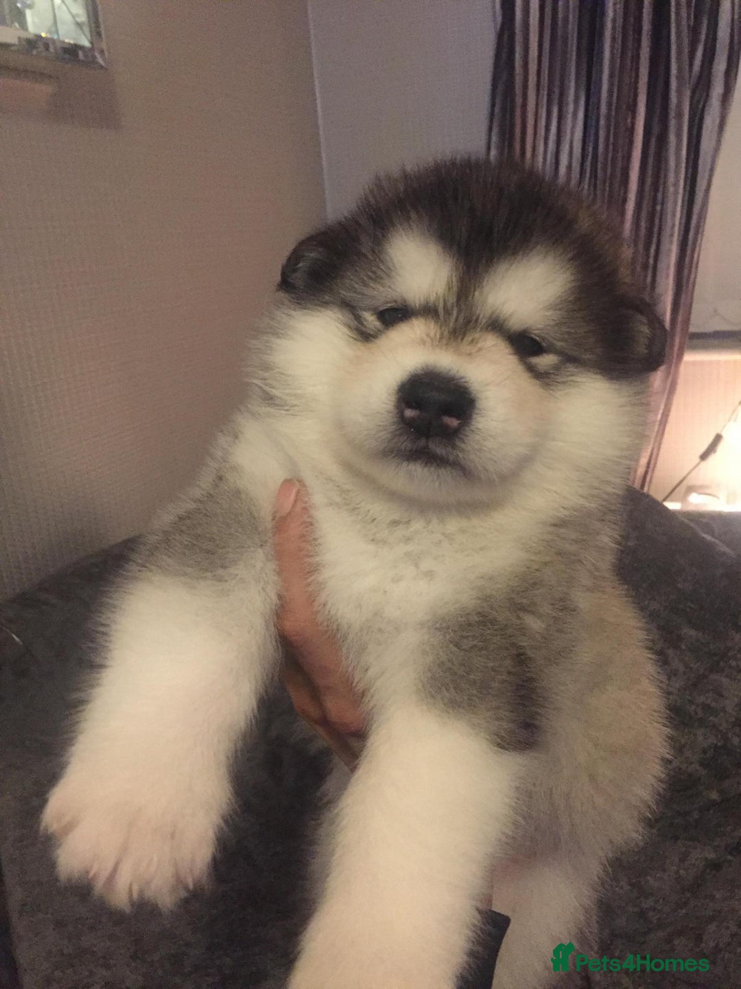 Alaskan Malamute dogs for sale: pure breed alaskan malamutes for sale - Advert 7