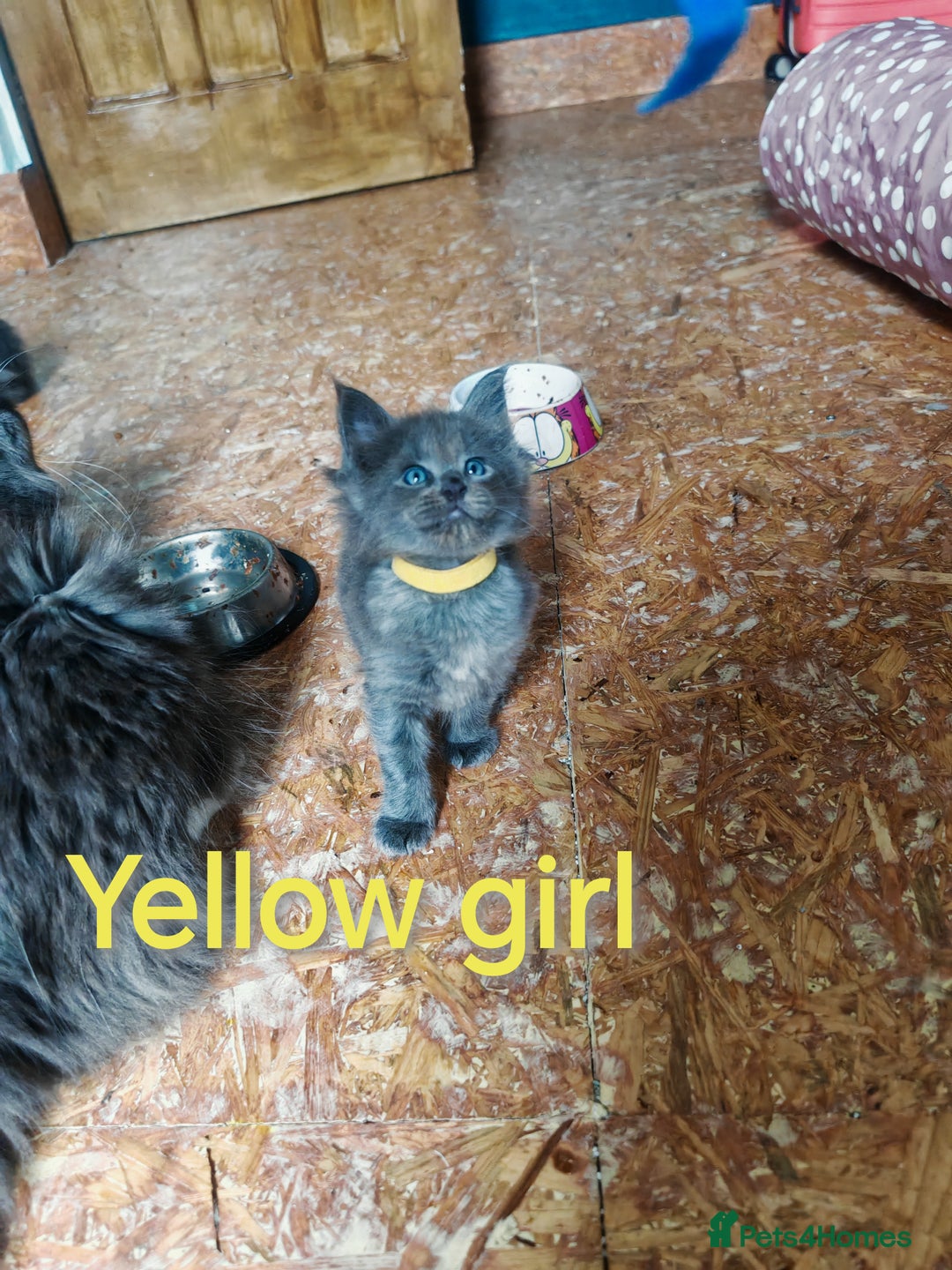 Ragcoon cats for sale: Amazing ragcoon kittens looking for lovely home  - Image 17