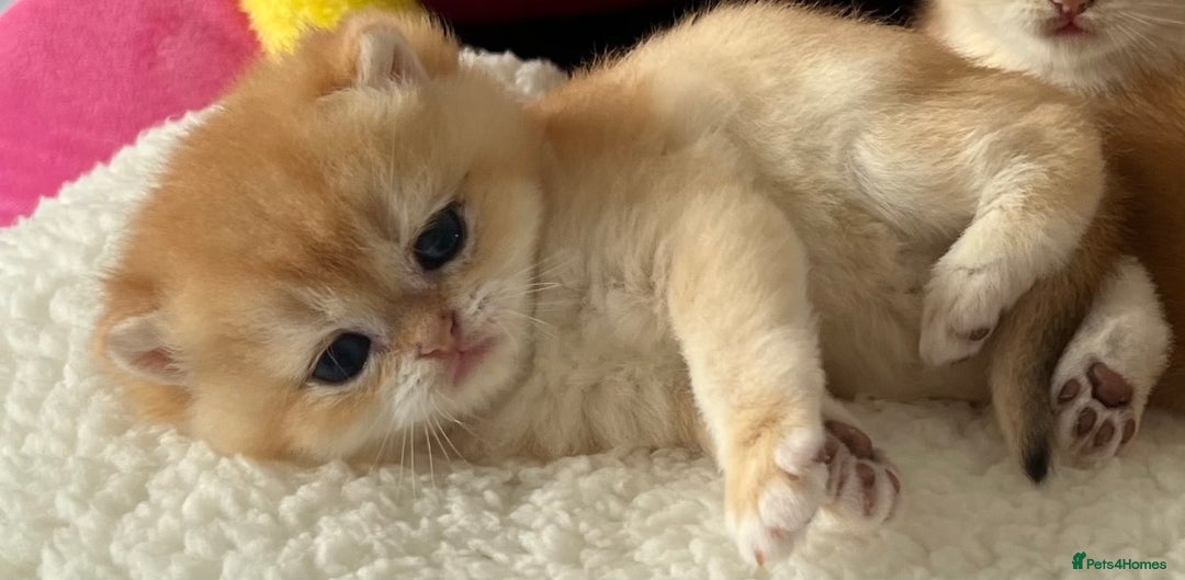 British Shorthair cats for sale: British Shorthair NY12 Kittens  - Image 7