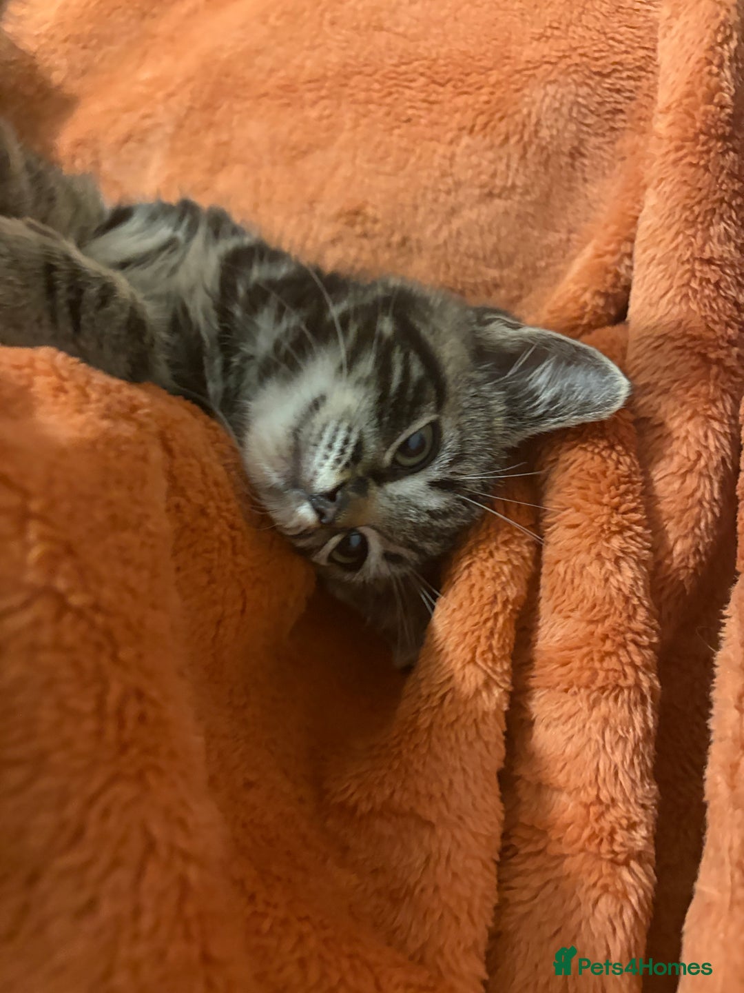 Ragdoll cats for sale: Ragdoll x British Shorthair kittens - Image 7