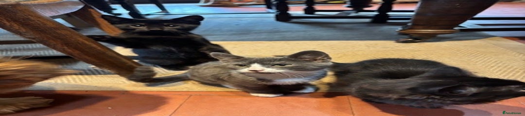 Grey Shorthair Female