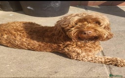 Cockapoo dogs for sale: F1 cockerpoo  - Image 2