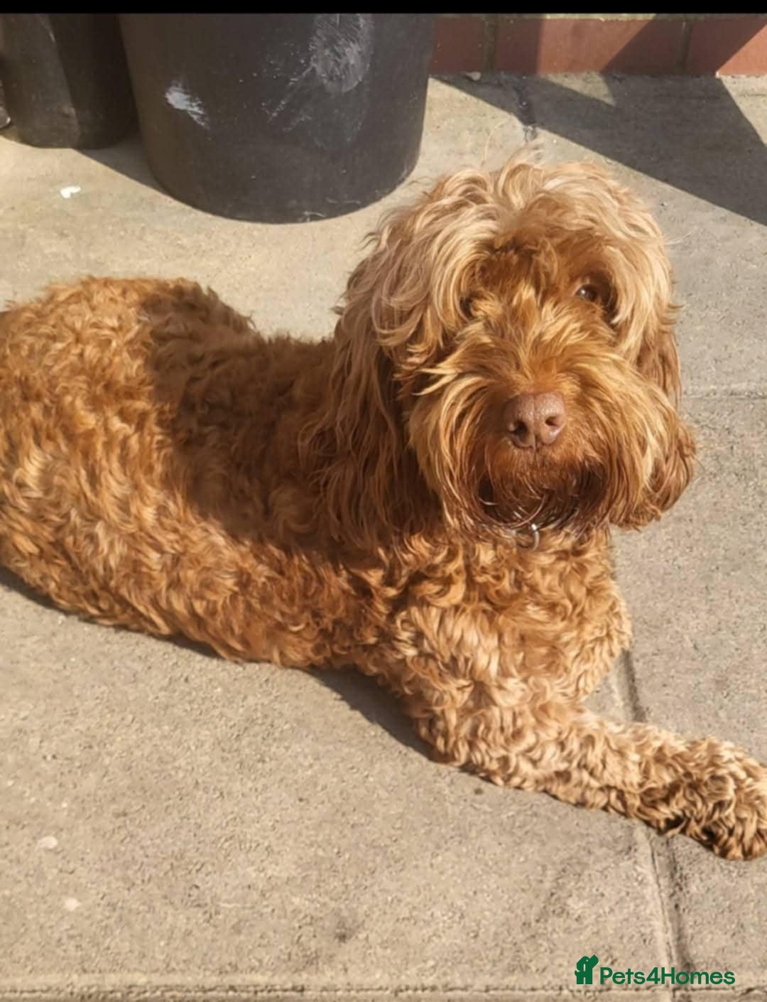 Cockapoo dogs for sale: F1 cockerpoo  - Image 2
