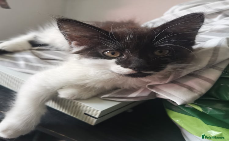 Mixed Breed cats - Advert 1