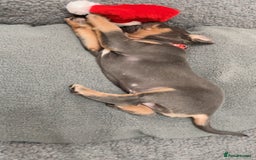 Cane Corso dogs for sale: CANE CORSO TOP QUALITY STRAJANO BLOODLINE FERMINTO - Advert 34