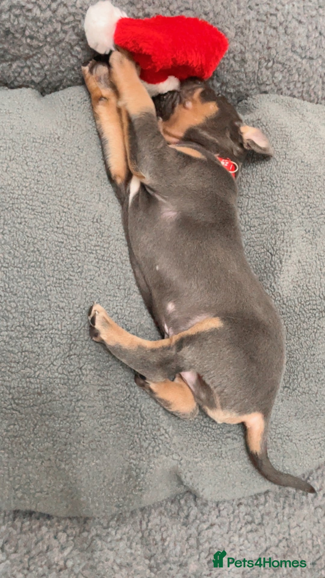 Cane Corso dogs for sale: CANE CORSO TOP QUALITY STRAJANO BLOODLINE FERMINTO - Advert 34