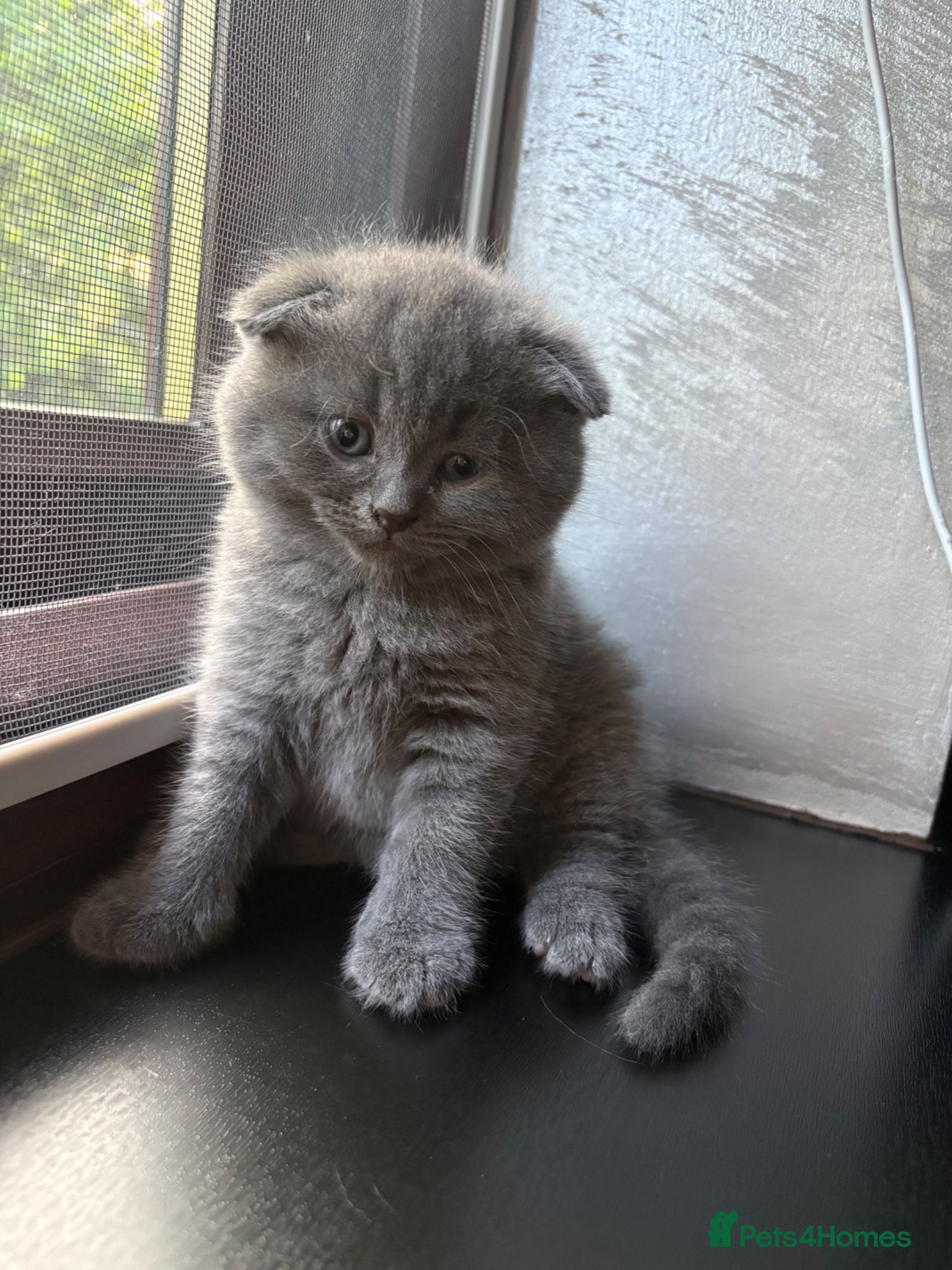 Scottish Fold cats Adorable 5 Scottish Fold Kittens - Advert 11